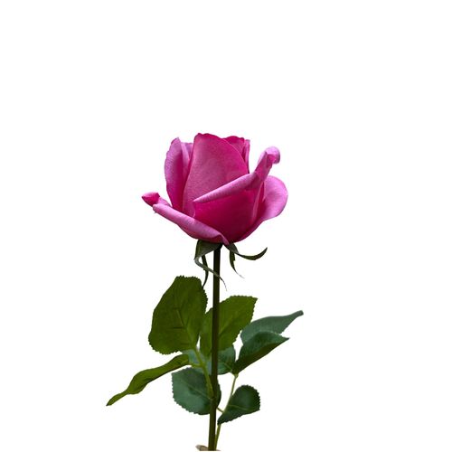 Ecuadorian Rose Fb0152-HPK