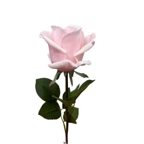 Ecuadorian Rose FB0152-LPNK