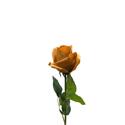 Ecuadorian Rose FB0152-TOF