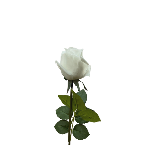 Ecuadorian Rose FB0152-WHT