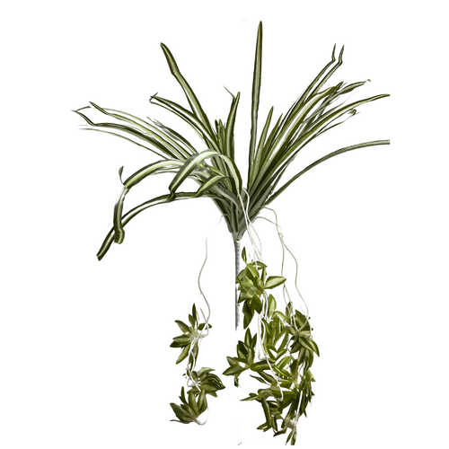 Spider Plant FB0155-GR