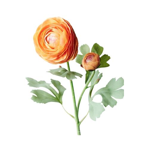 Ranunculus Spray FB09222OR