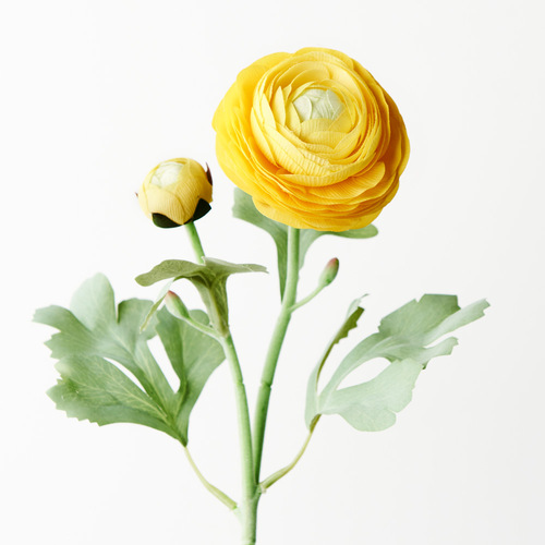 Ranunculus Spray FB09222YE
