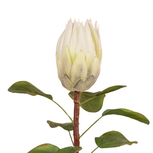 King Protea FE009-WHITE