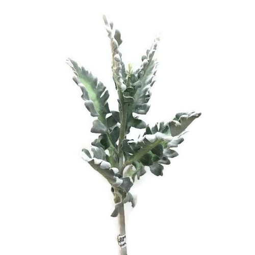 Dusty Miller Spray FE010-GREEN