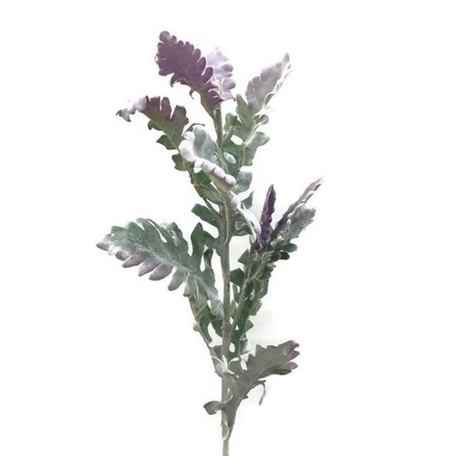 Tall Dusty Miller Spray FE017-PURPLE