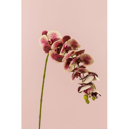 Phalaenopsis Orchid FE075-PURWHT
