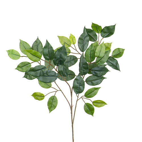 Ficus Spray FG2002