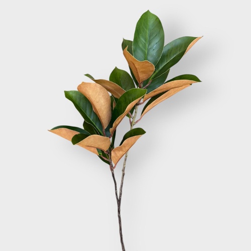 Magnolia Leaf Spray FI10431GR