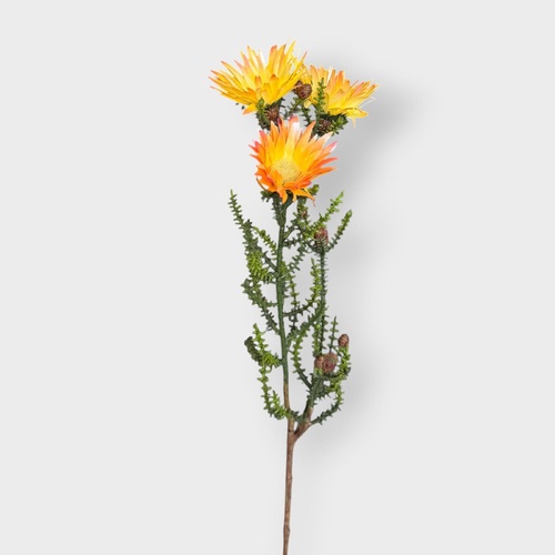 Cape Strawflower FI10535GO