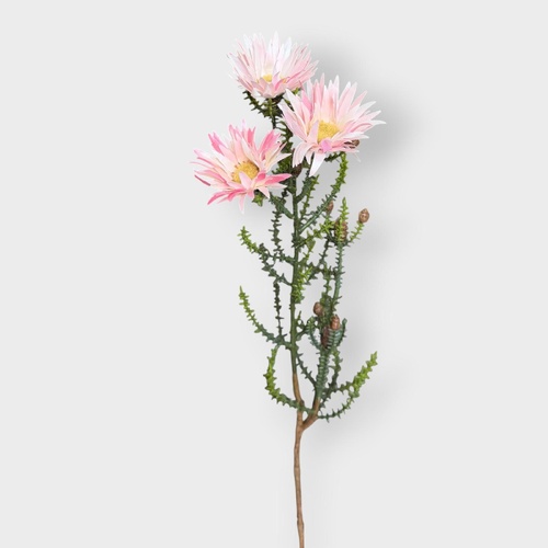 Cape Strawflower FI10535LP