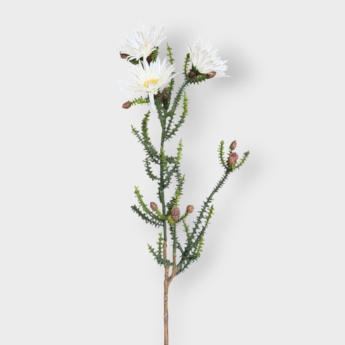 Cape Strawflower FI10535WH