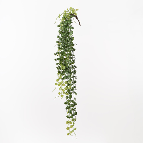 Cordata Hanging Bush FI10815GR