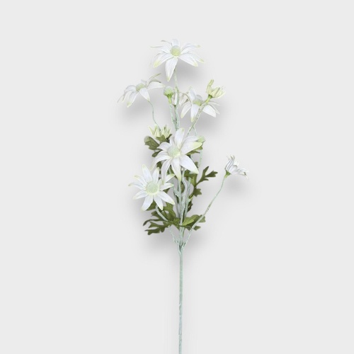 Flannel Flower FI10835CG