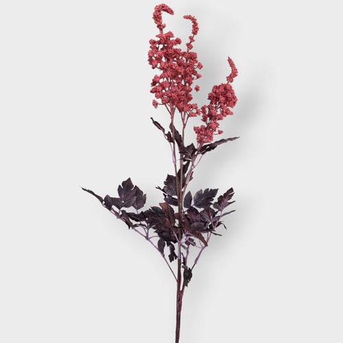 Cohosh Spray FI10840BU