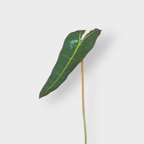 Philodendron Leaf FI10850GR