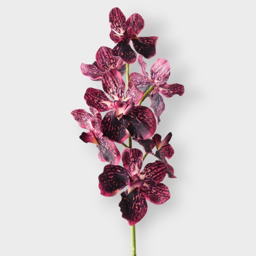 Vanda Orchid FI10952BU