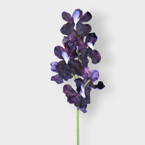 Vanda Orchid FI10952DKPU