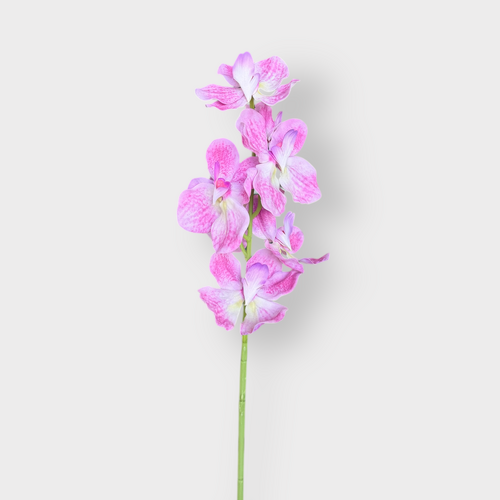 Vanda Orchid FI1095HP