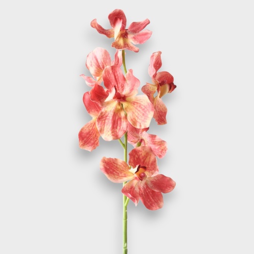 Vanda Orchid FI10952OR