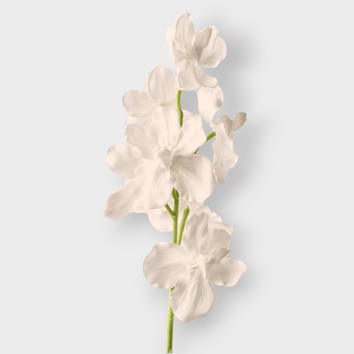 Vanda Orchid FI10952WH