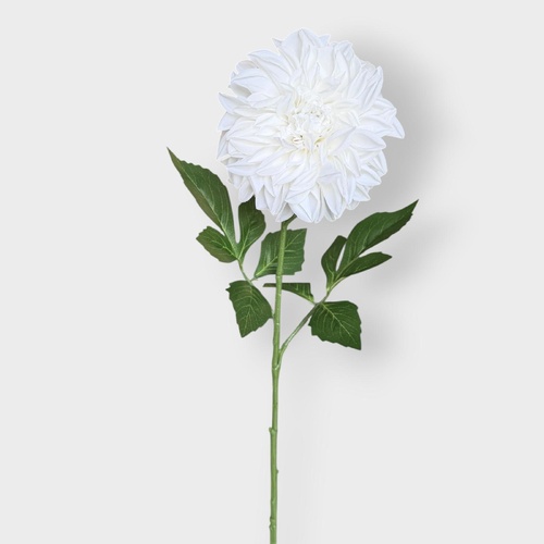 Pompom Dahlia FI10958WW