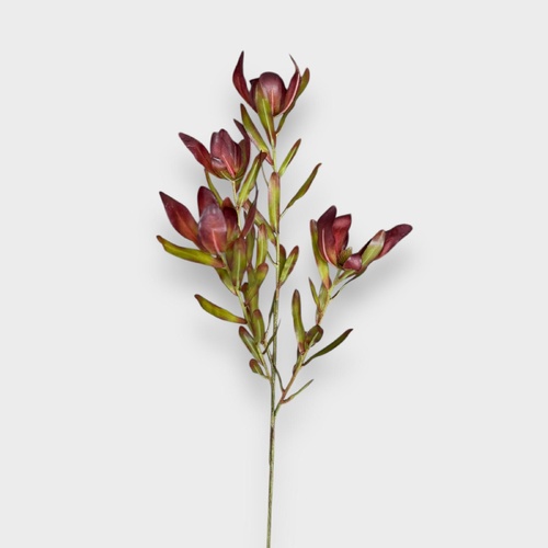 Protea Leucadendron Spray FI11229BG