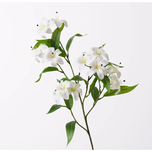 Lily Asiatic Spray FI11262WH