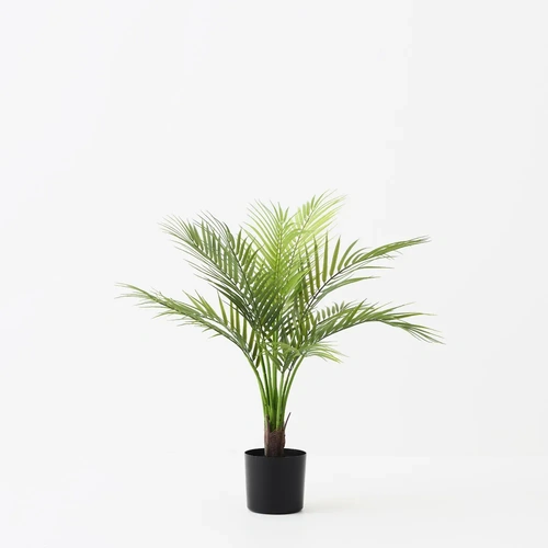 Palm Areca 61CM FI11295GR