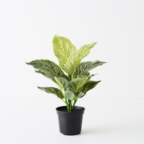 Dieffenbachia Plant FI11298VG
