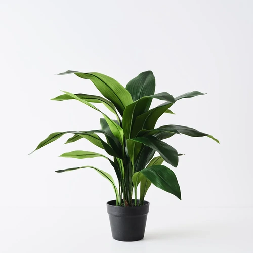 Aspidistra Plant FI11319GR