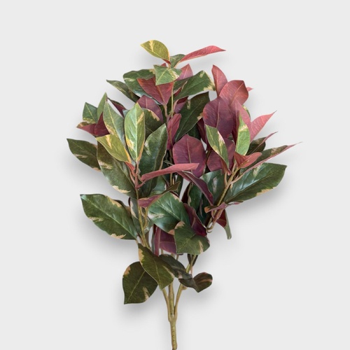 Laurel bush FI11371GRBU