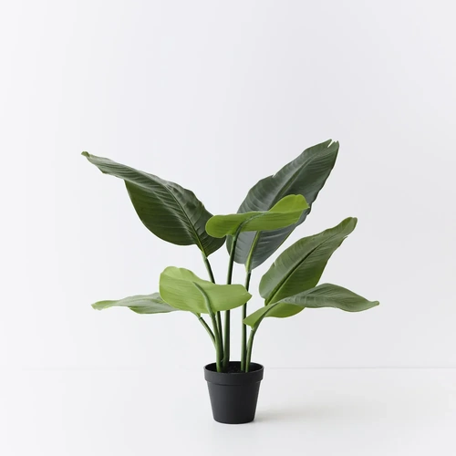 Bird of Paradise Plant FI11381GR