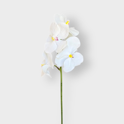 Vanda Orchid FI11435WH