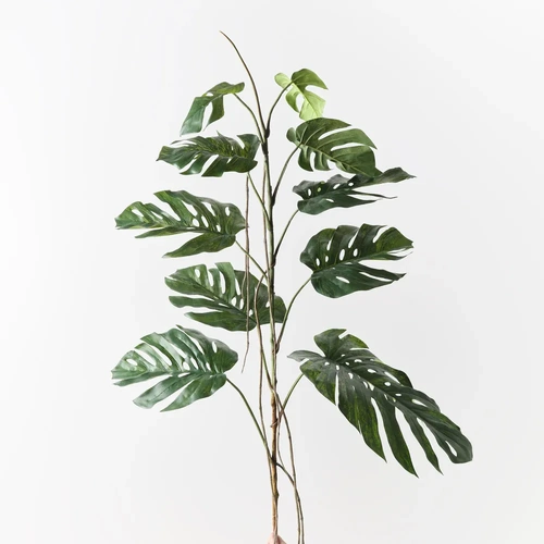 Monstera Stem FI11457GR