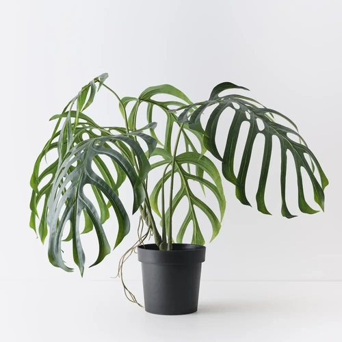 Monstera Dilacerata Plant FI11460GR