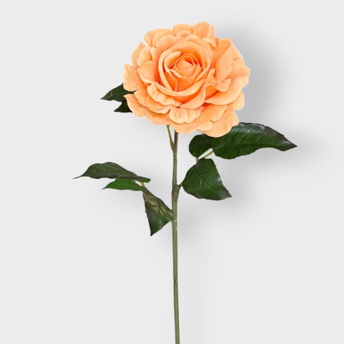 Juliette Rose FI11471OR