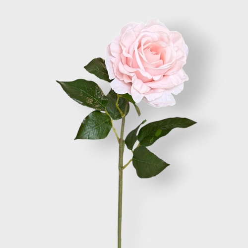 Juliette Rose FI11471SP