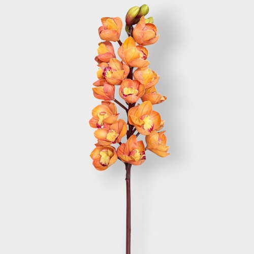 Cymbidium Orchid FI11500OR