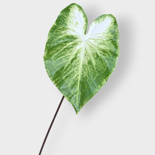Anthurium Leaf FI11822LGW