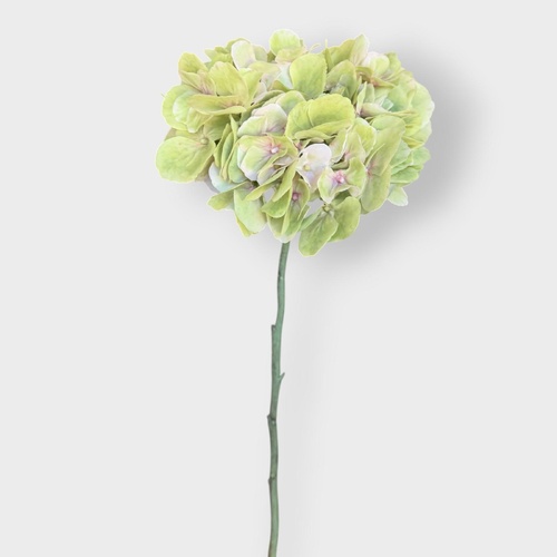 Hydrangea w/o Leaf F11884GR