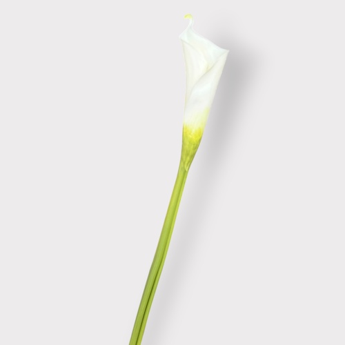 Calla Lily FI12302WH
