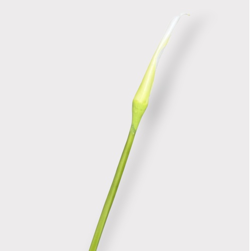 Calla Lily Bud FI12304WH