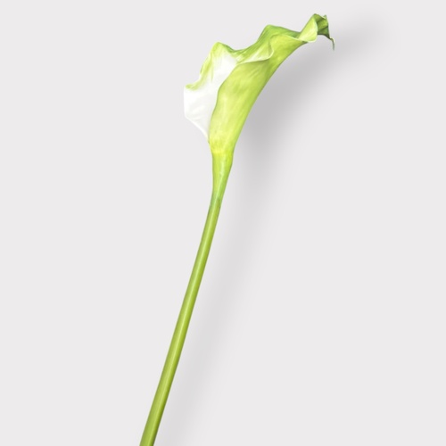 Calla Lily FI12305GR