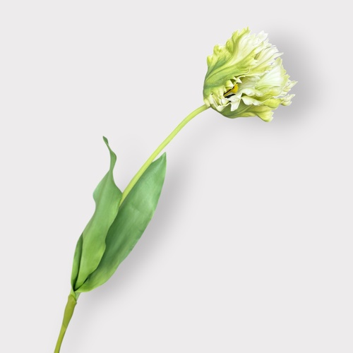 Parrot Tulip FI12311GW