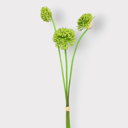 Allium Bundle FI12815GR