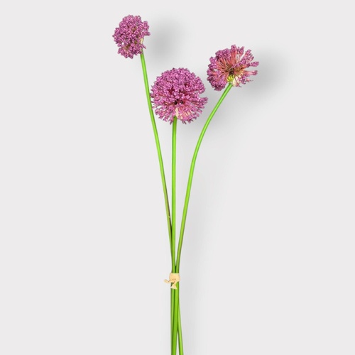 Allium Bundle FI12815MV