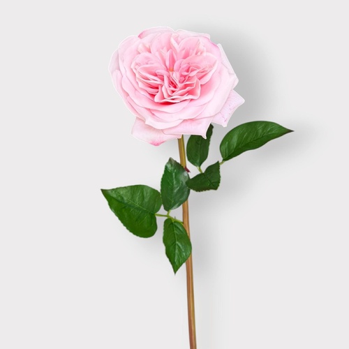 Florence Rose Light FI12840LP