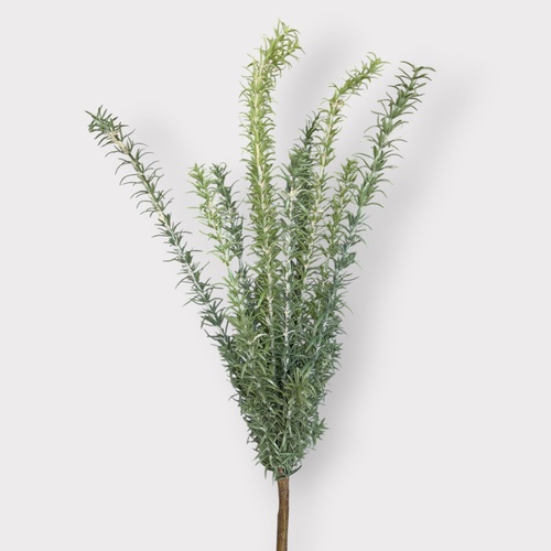 Rosemary Bush FI12894GR