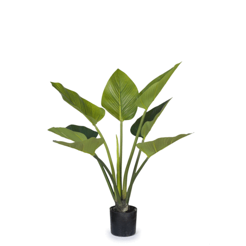 Curcuma Leaf Plant FI4987GR